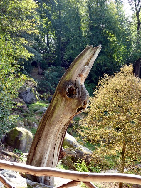 Unusual tree stump