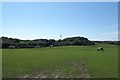 Horses in a field