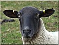 Head of a sheep near Jumble Hole