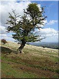SO7639 : Tree on Hangman's Hill by Philip Halling