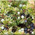 NH7702 : Juniper Berries by valenta