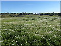 Field of wild flowers at Edgware Bury