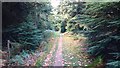 SU8137 : Woodland path through a conifer forest by John P Reeves