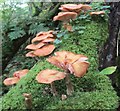 SH7856 : Ffyngau ar goeden / Fungi on a tree by Ceri Thomas