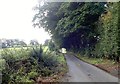 Tree arch on the Liscalgot  Road. Creggan