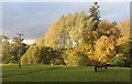 Autumn tints trees on the banks of the Earn