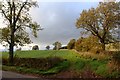 Tree-lined field boundary, Ladyston