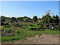 Cherry Hinton: Blacklands allotments, Daws Lane