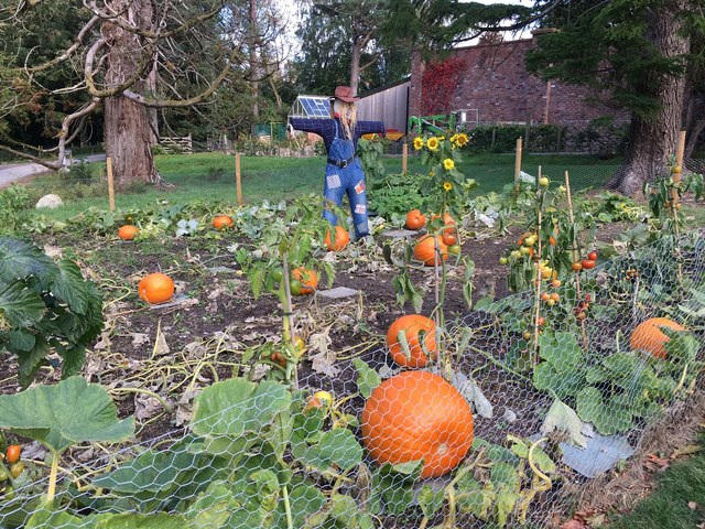 Pumpkins near Lingholm Kitchen Garden
