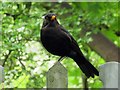 A blackbird in Barracks Lane