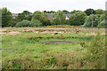 Cows by the River Stour