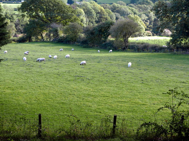 Pasture in Cwm Rheidol