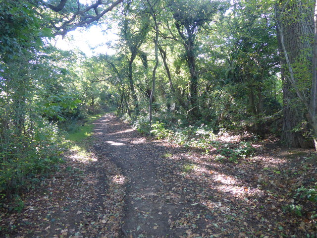 An ancient wooded lane in Edgware
