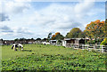 Horses in paddock at Chilton