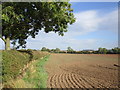 Sown field by Eakring Road