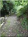 Path (old farm track) to Ellacombe and Thorn