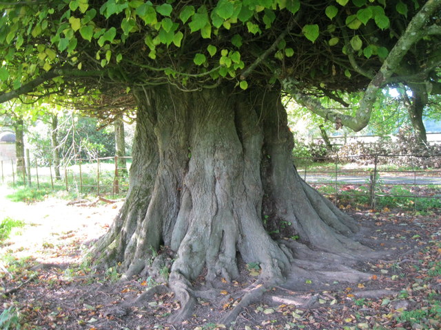 Ancient Lime Tree in Parkland