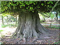 Ancient Lime Tree in Parkland