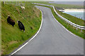 HU3718 : Sheep at the Roadside by David Dixon