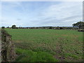 Field edge near Longden Common