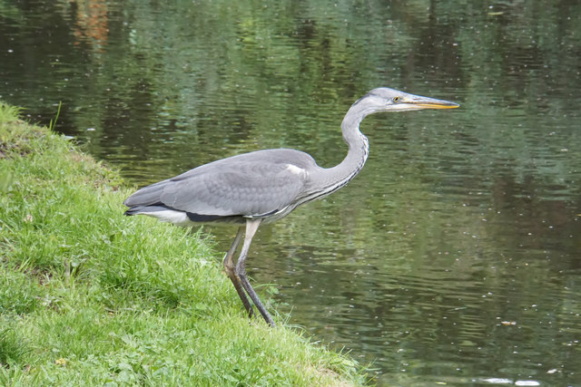 Heron by the Staffordshire & Worcestershire Canal