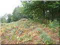 Bracken on the earthwork of Wooston Castle