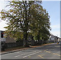 Orchard Street trees, Brecon