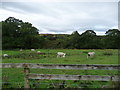 Sheep alongside Heltondale Beck