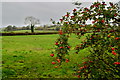 Rosehips, Kilmore