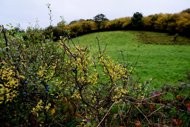 Blackthorn hedge, Aghaleag