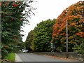 Autumn leaves and berries