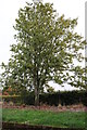 Tree by Vigo Road, Andover