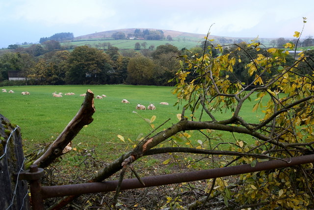 Field with sheep, Drumnaspar Lower
