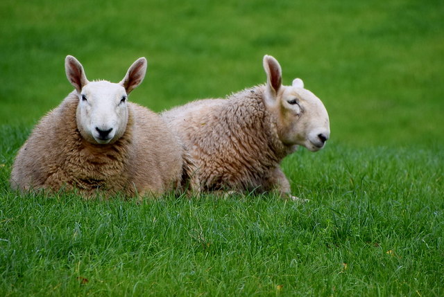 Pair of sheep, Lower Drumnaspar