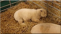 NT1472 : Ryeland lambs, Highland Show by Richard Webb