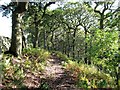 Path through woods, Stang Brae