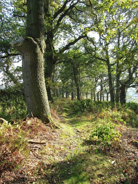 Woodland edge path