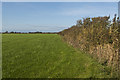 The footpath follows the side of the field