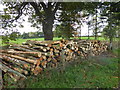 Woodpile