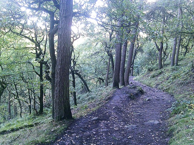Forest Wood near Gradbach