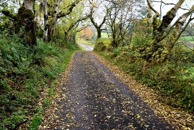 Fallen Leaves Along Drumnaspar Road © Kenneth Allen Cc By Sa20