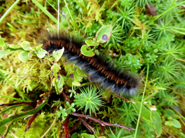 Caterpillar, Upper Landahussy