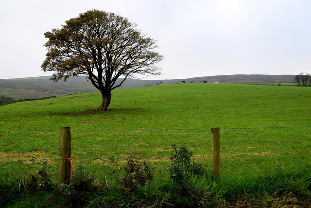 A lone tree, Upper Landahussy