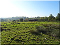 Grazing off Medlock Road, Failsworth