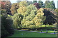 ST1177 : Weeping willow, St Fagans Castle grounds by M J Roscoe