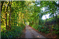 Mid Devon : Country Lane