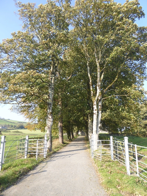 Tree-lined avenue leading to Fore Abbey