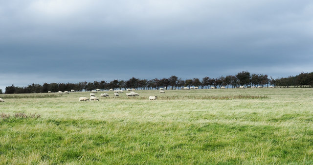 Sheep in field close to Bowburn