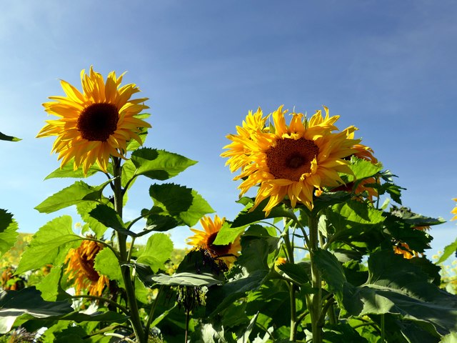 Sunflowers in Drewton Dale