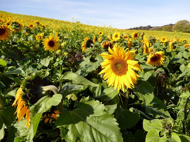 Field of Sunflowers in Drewton Dale